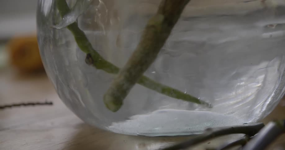 Flower stems in water