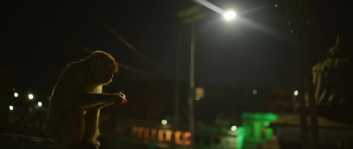 A monkey eats a cupcake while sitting outdoors in a city at night