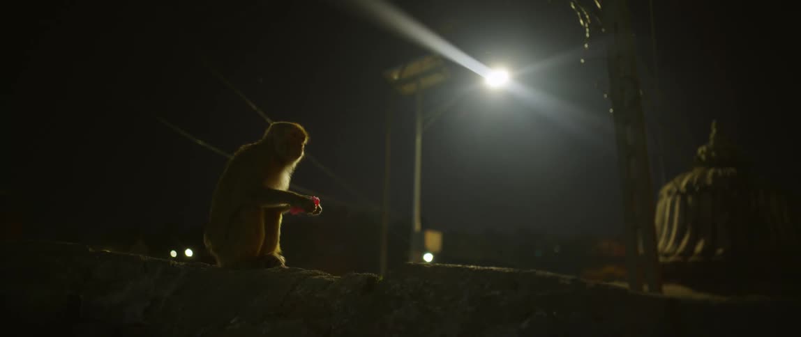 A small monkey is eating some fruit at night