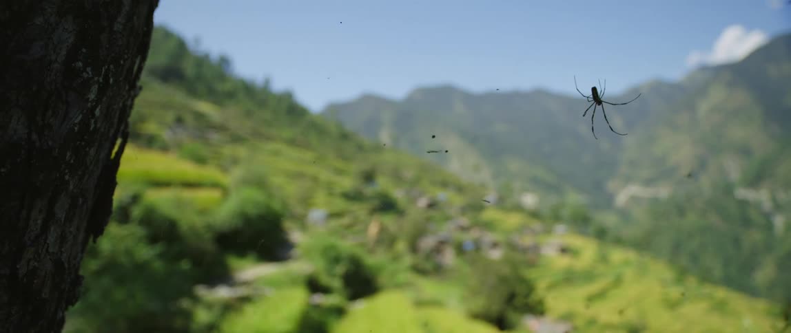 A spider in its web