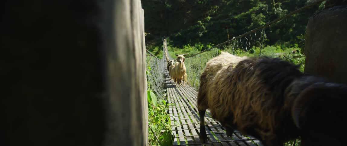 Goats and sheep walk and run in a single file line down a narrow bridge in a field