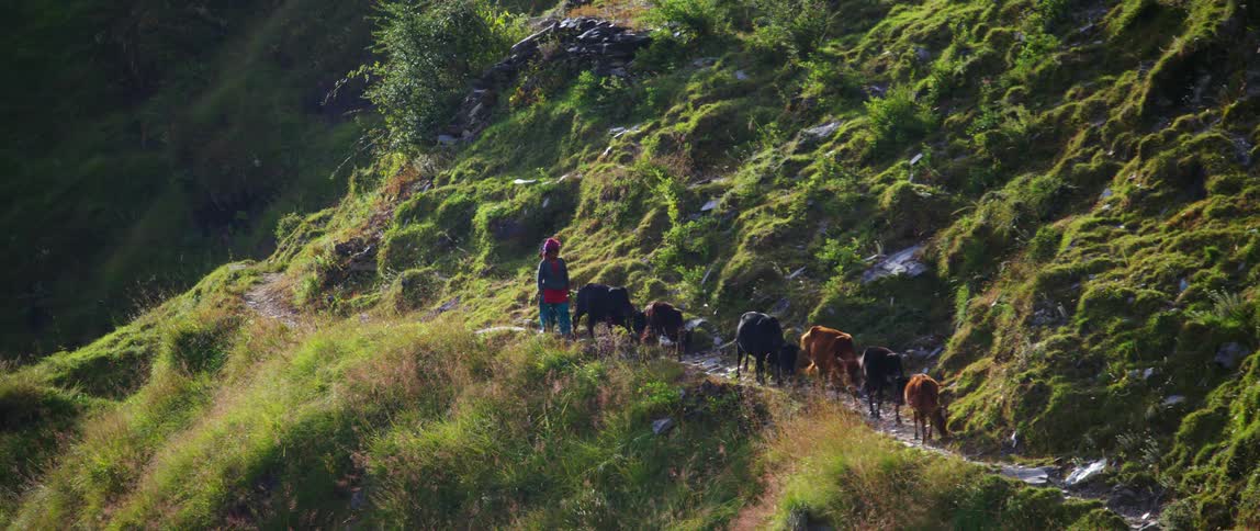 A person herding cattle along a narrow mountain path tosses a rock to scare a stalled cow into continuing forward