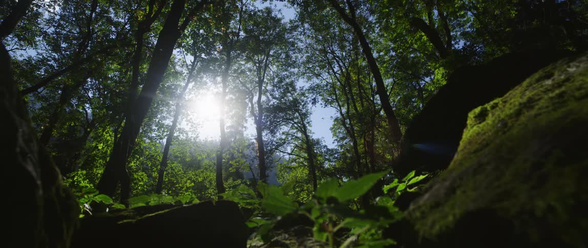 The sun shining down on a forest