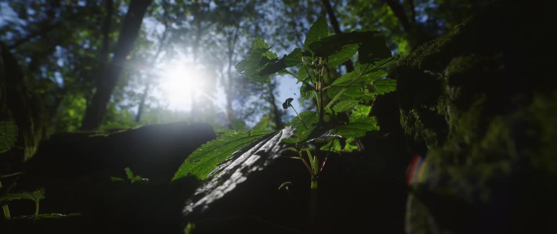 Plants are displayed in a forest during spring