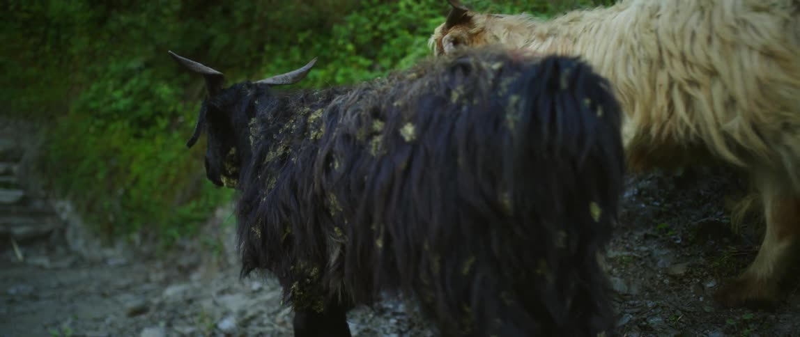Long haired goats walking on path