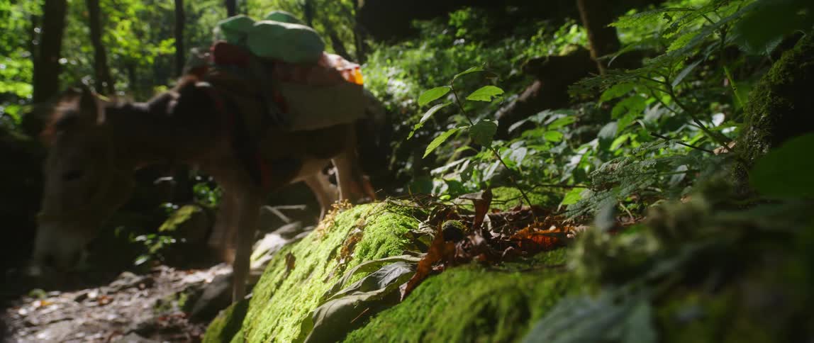 People and pack mules on trail through forest