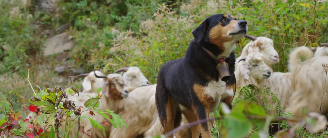 Dog barks as it keeps eye on goat herd moving along sloping path