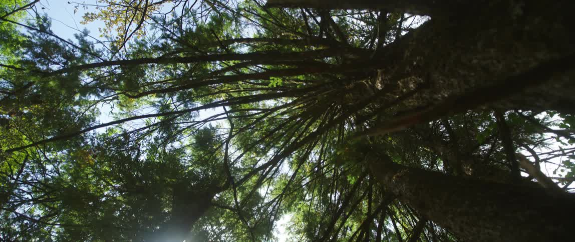 Trees in a forest is displayed during the spring