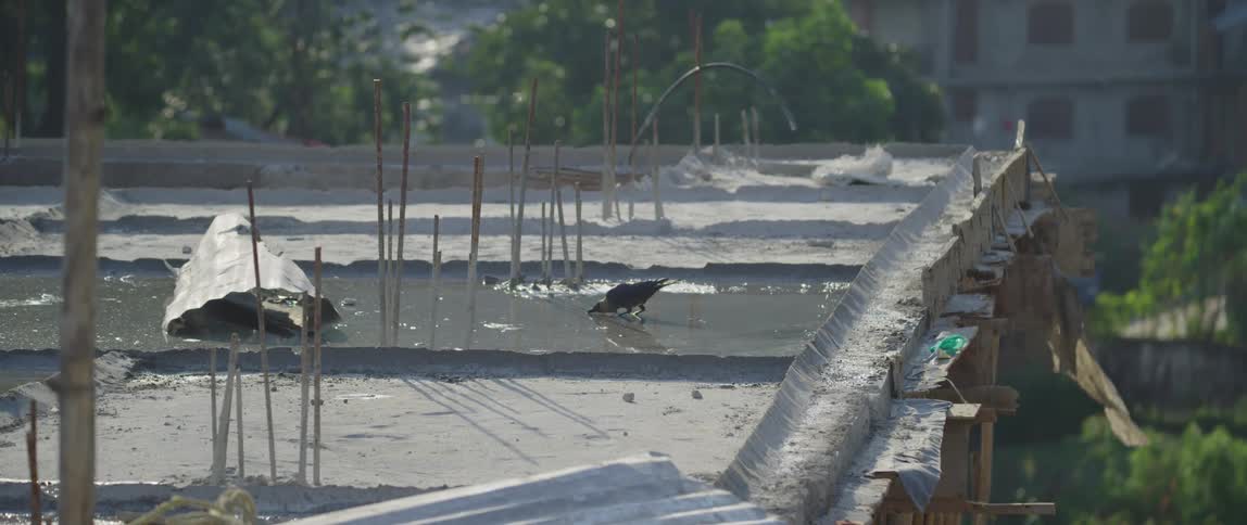 Bird drinking from puddle on rooftop