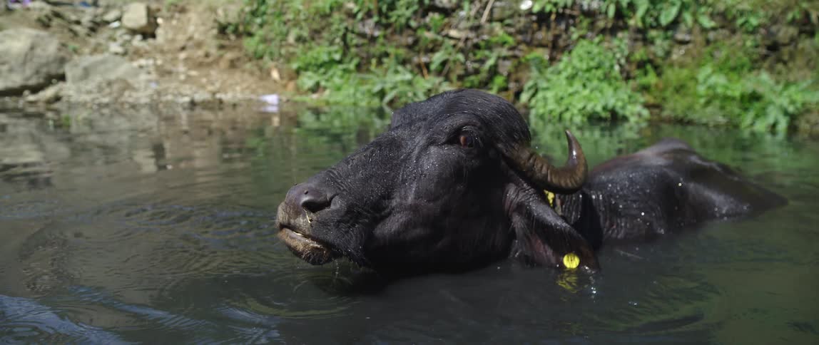 A bull is relaxing in the water