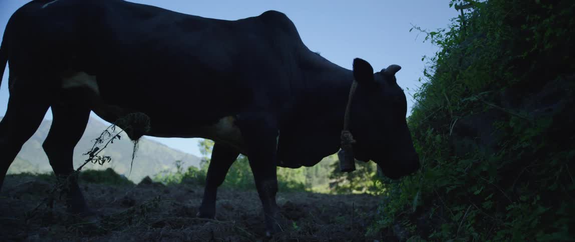 A cow is grazing at a farm