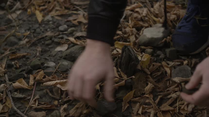 A person is searching through some rocks and leaves on the ground