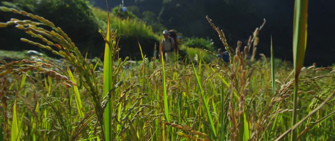 Two people with hats and backpacks walking with plants in the foreground and hills in the background