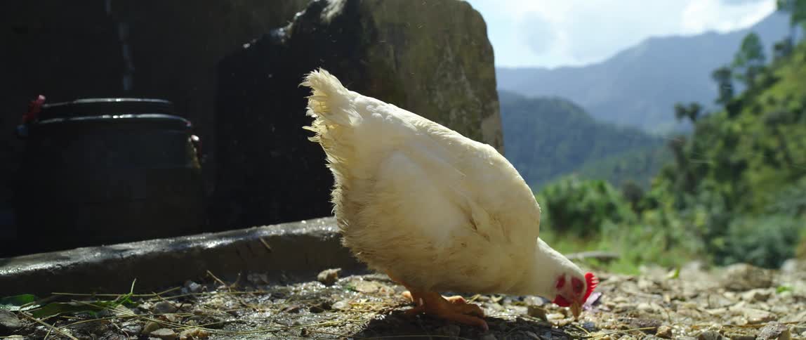 A white chicken pecking at the ground in a rural area