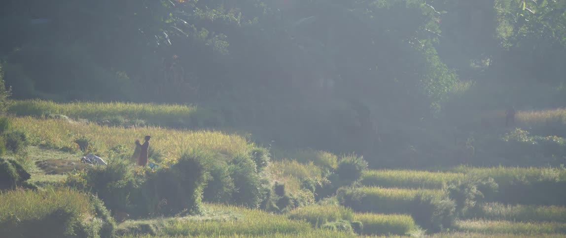 A person working in a garden and field of grass