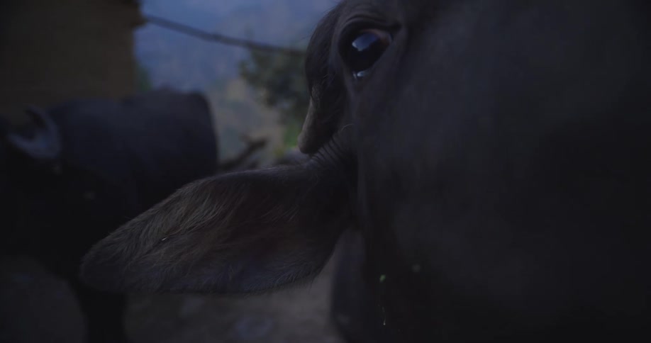 Close up of brown cows head with nostril and muzzle