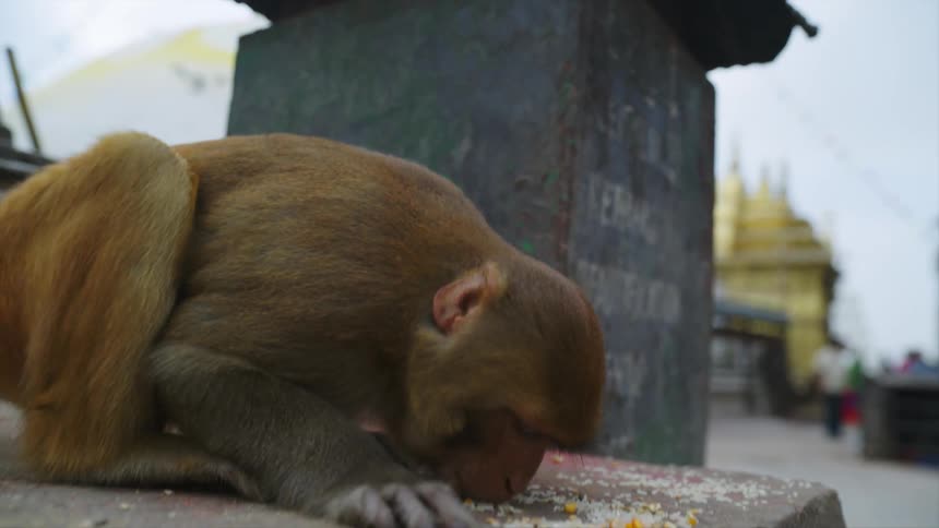 People walk on a city street as a monkey walks along and another monkey sits on a wall and eats corn