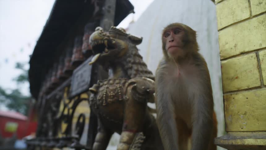 A monkey look around and sits on a ledge next to a statue of a dragon