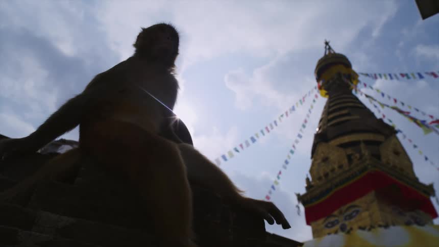Small monkey sitting in front of temple with prayer flags