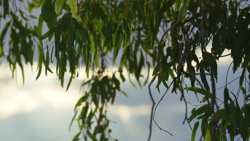 The foliage of a tray gently sways in the window during the day