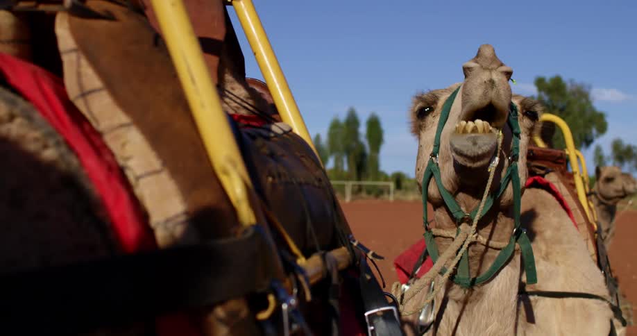 A harnessed camel tied behind another camel stands still as it chews while looking up at the sky