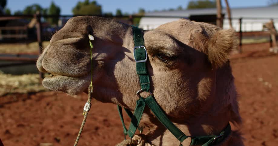 A camel with reins attached to its face waits outdoors on a sunny day