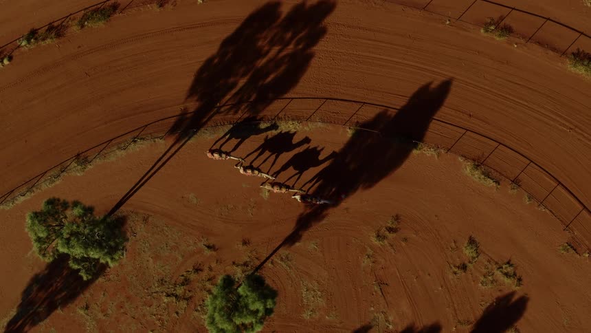 A person leads a group of camels around a corral in the desert during the day