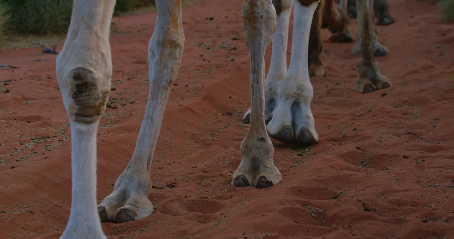 Camels walking through the sand