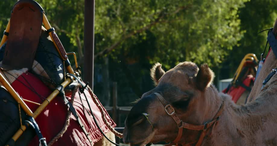 Camels in a pen in a village