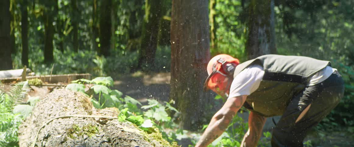 A male chopping down a tree using a chainsaw
