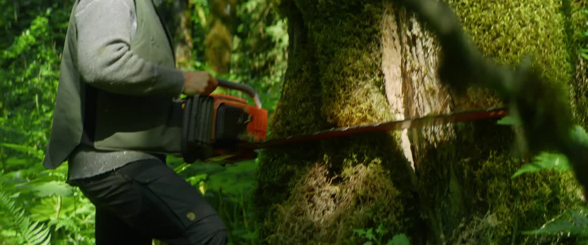 A man is cutting down a tree in a forest