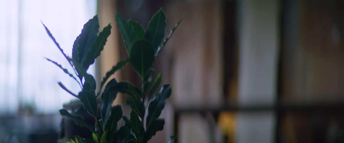A plant is outside the home