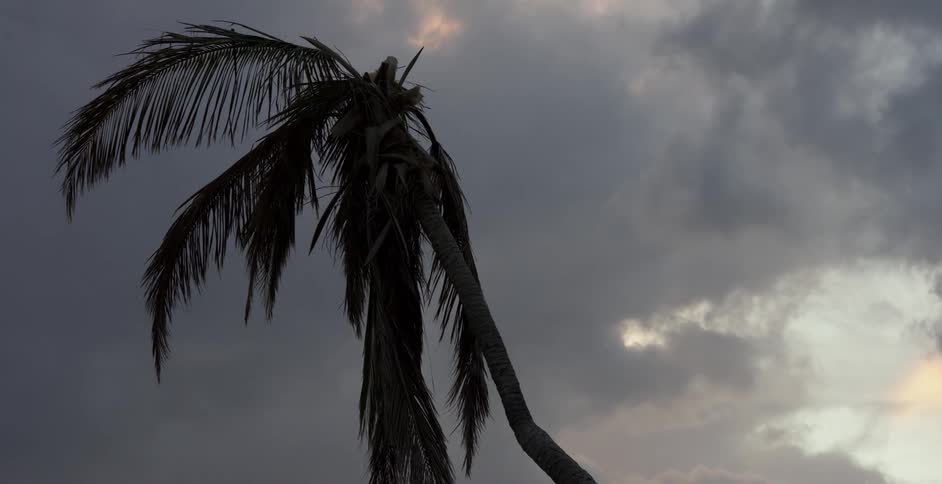 A palm tree is displayed at dusk
