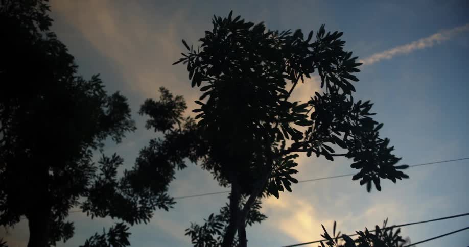 Tree branches blowing in the wind
