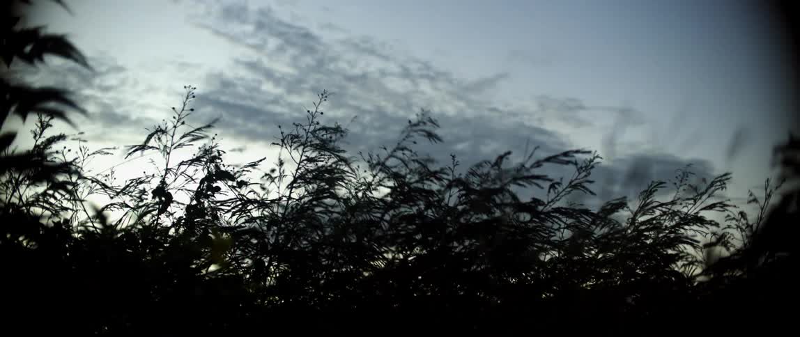 Tall vegetation in a field sways in the wind in the evening