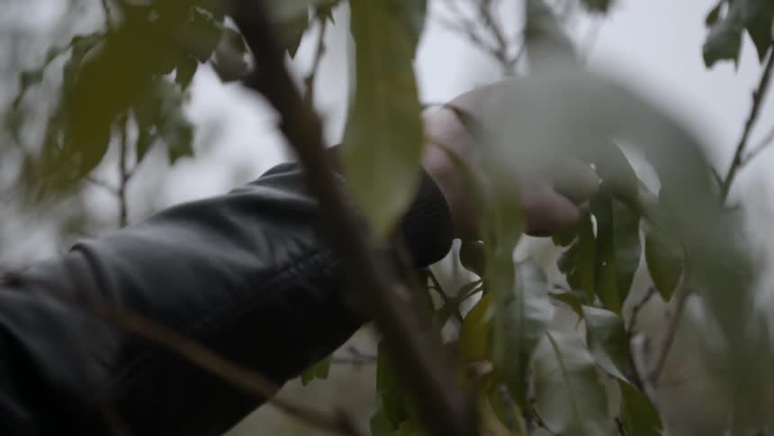 Person picking fruit off of a small tree
