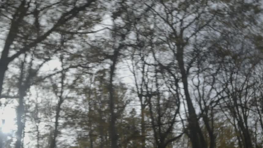 The sun shines through trees