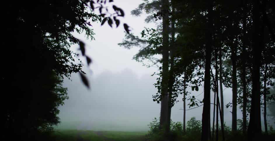 Forest trees are silhouetted against the cloudy sky on a foggy day