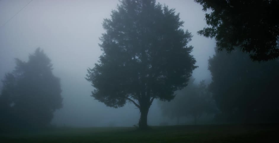 Trees in a grassy field on a foggy day