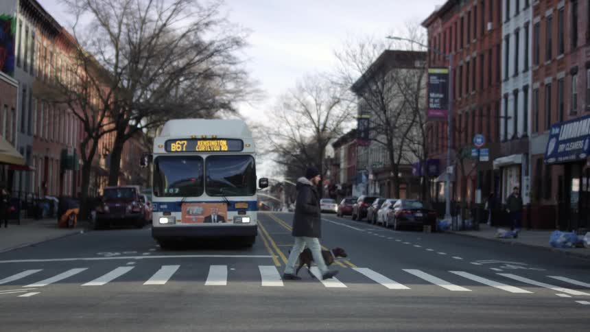 A man walking his dog in a city neighborhood crosses in front of a city bus in a crosswalk
