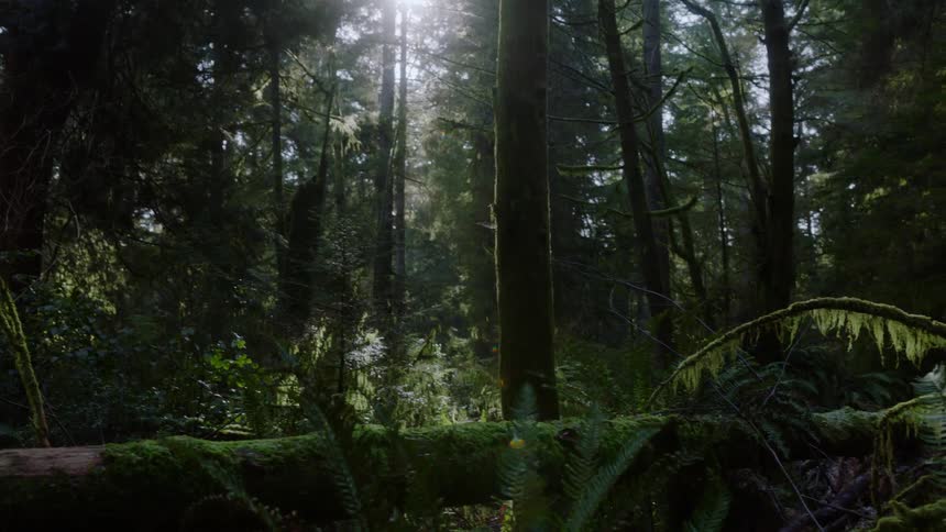 Trees in a forest is displayed in spring