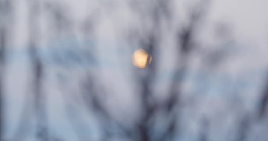 Branches with no leaves in front of a full moon