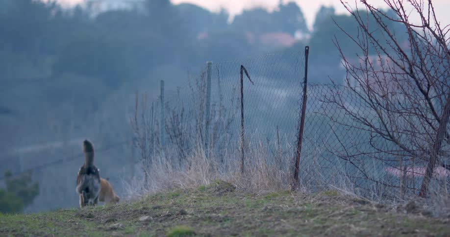 Yellow dog and grey dog trot along fence outside