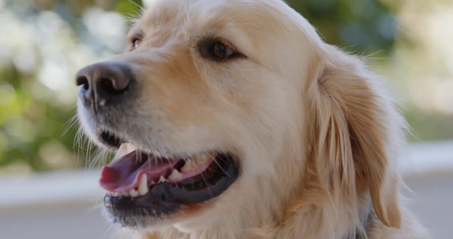 A dog is outdoors in spring