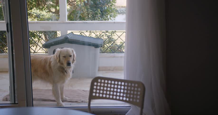 A dog on the balcony of a house looks into the house through a glass door