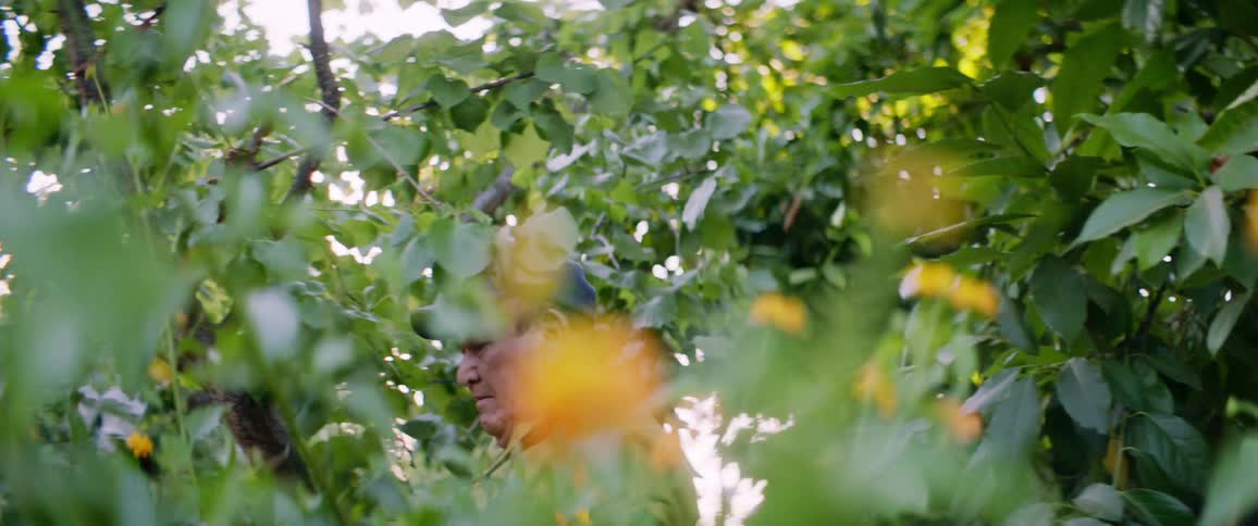 Elderly man pruning branches from trees with clippers