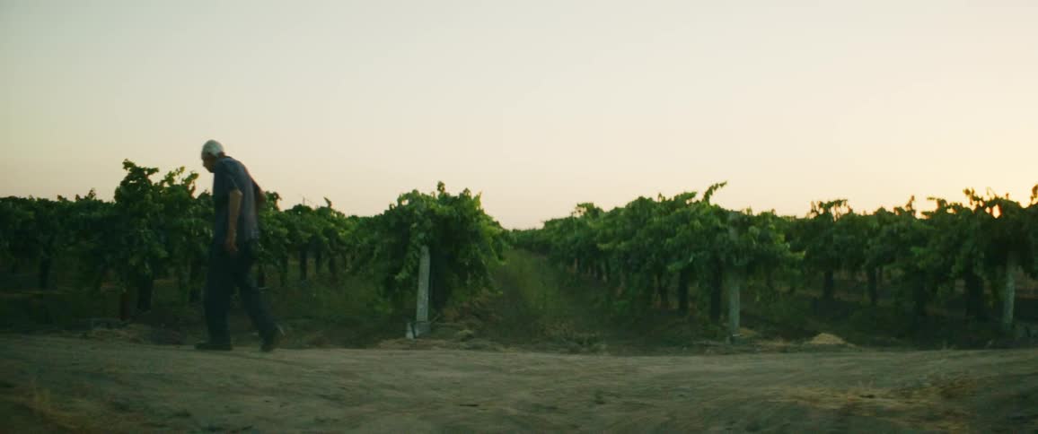 An elderly man walks past a vineyard