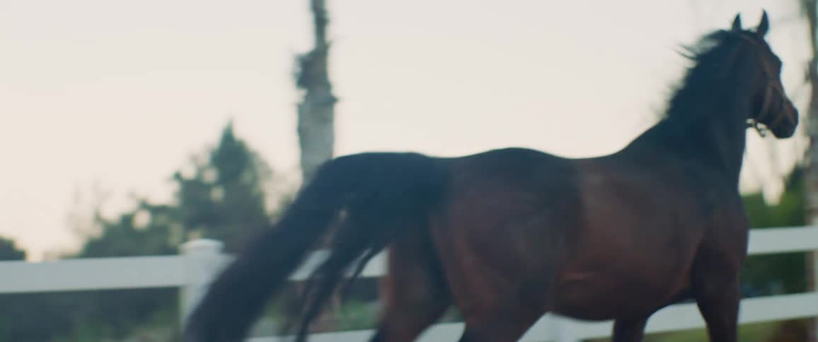 A brown horse begins to gallop quickly along a dirt covered path next to a white fence