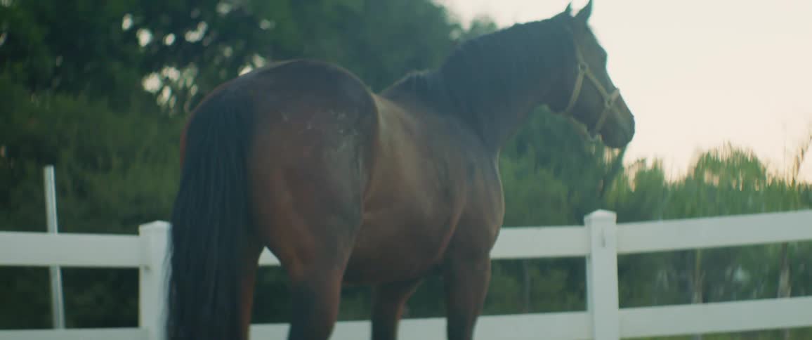A horse sneezes on the farm