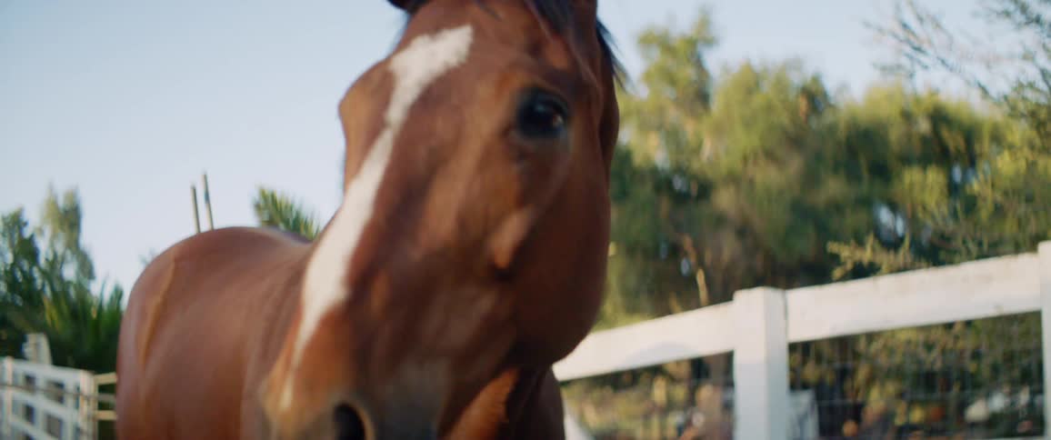 A horse in a pen on a farm
